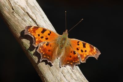 Eastern Comma