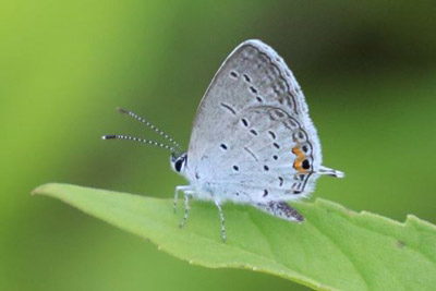 Eastern Tailed-Blue