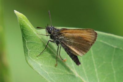 European Skipper