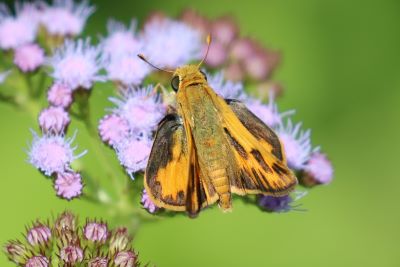 Fiery Skipper