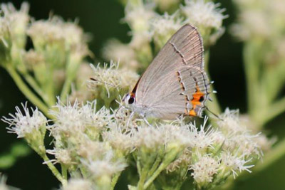 Gray Hairstreak