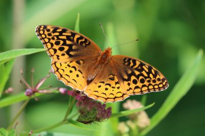 Great Spangled Fritillary