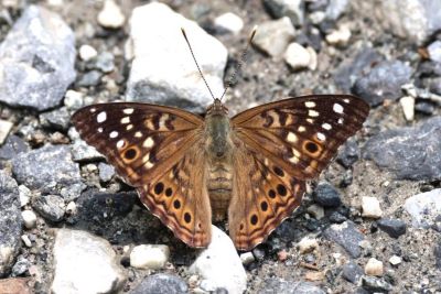 Hackberry Emperor