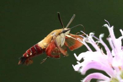 Hummingbird Clearwing