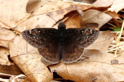 Juvenal’s Duskywing