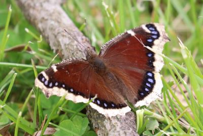 Mourning Cloak