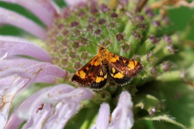 Orange Mint Moth