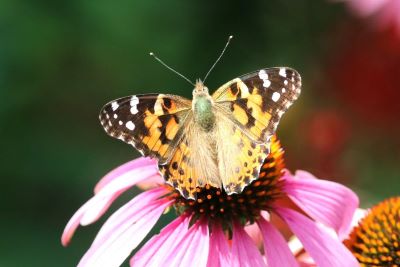 Painted Lady