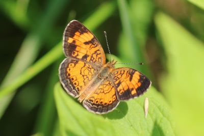 Pearl Crescent