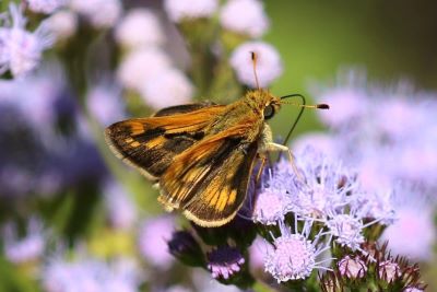 Peck's Skipper