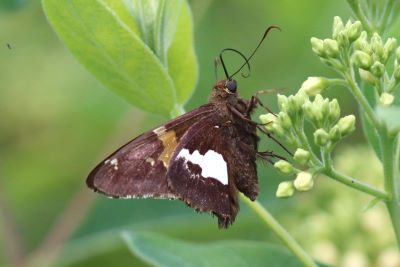 Silver-Spotted Skipper