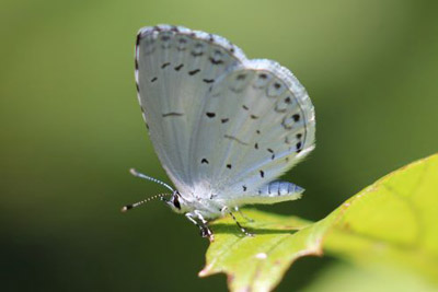 Summer Azure