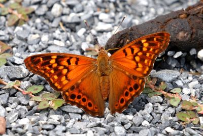 Tawny Emperor