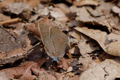 White-M Hairstreak