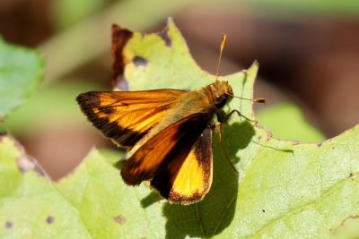 Zabulon Skipper