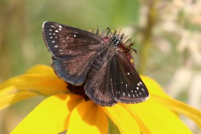 Common Sootywing