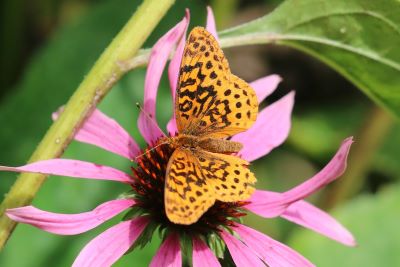 Meadow Fritillary