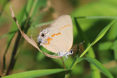 Red-banded Hairstreak