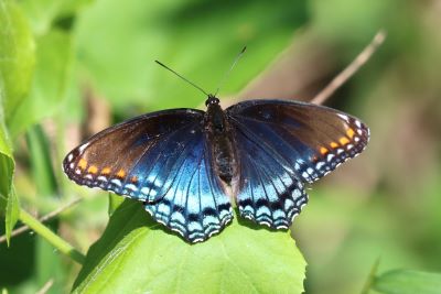 Red-spotted Purple