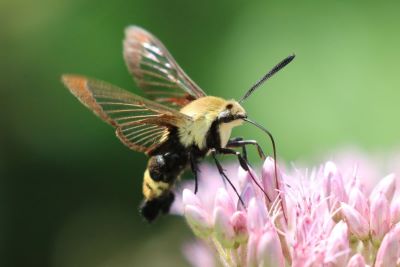 Snowberry Clearwing