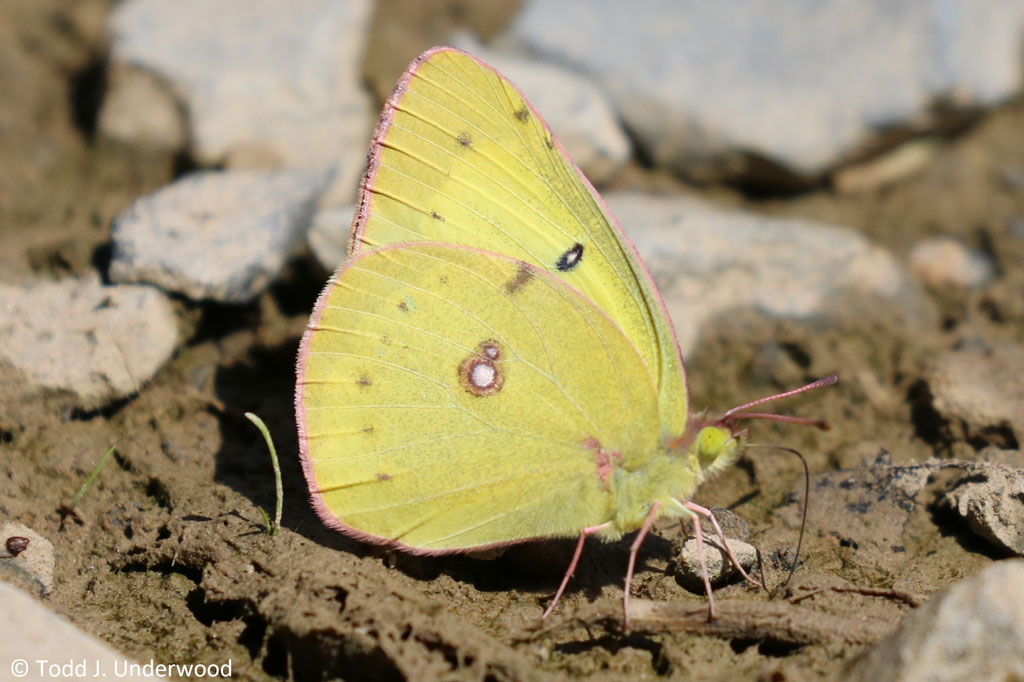 Ventral view of a Clouded Sulphur.