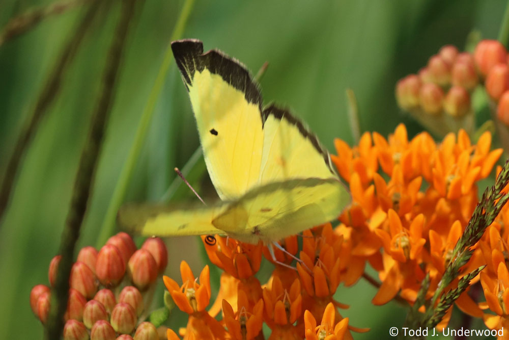 Dorsal view of a male Clouded Sulphur.