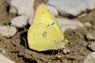 Clouded Sulphur