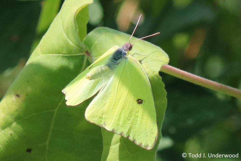 Dorsal view of a Cloudless Sulphur