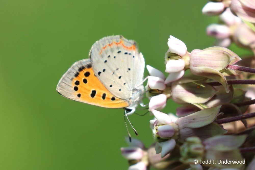 Ventral view of an American Copper on Common Milkweed (Asclepias syriaca) from 25 June 2020. 