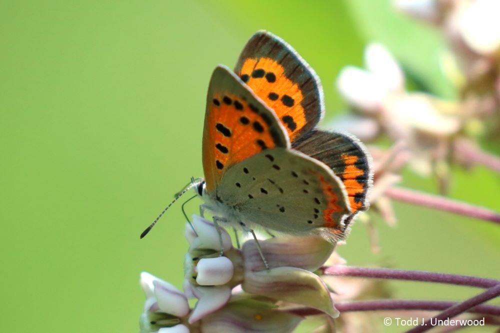 An American Copper on Common Milkweed (Asclepias syriaca) from 25 June 2020.