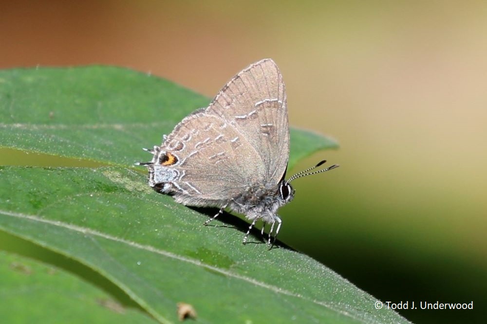 Ventral view of a Banded Hairstreak.