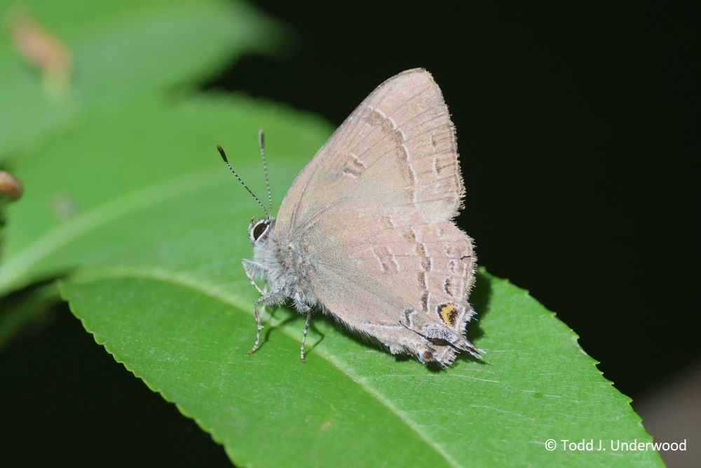Ventral view of a Banded Hairstreak.