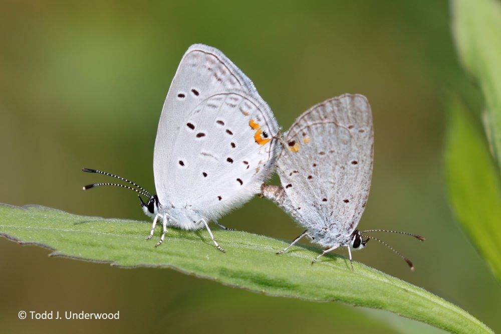 Ventral view of a mated pair of Eastern Tailed-Blues.