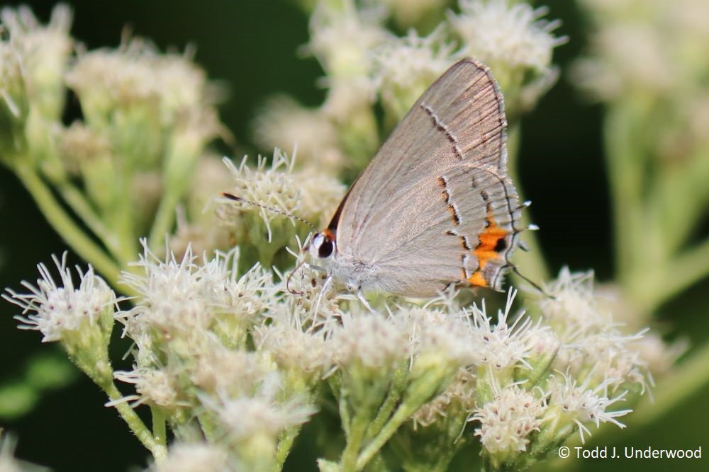Ventral view of a Gray Hairstreak from 25 August 2018. 
