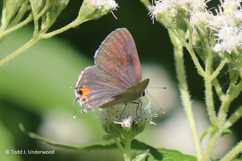 Dorsal view of a Gray Hairstreak from 25 August 2018. 