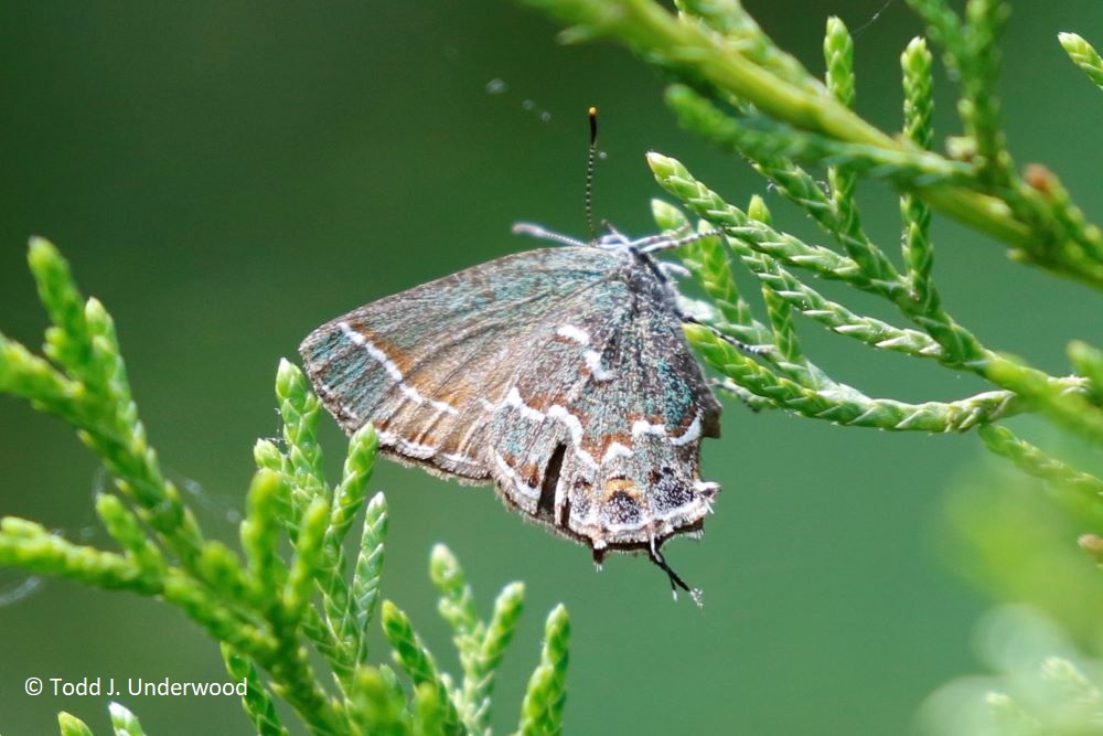 Ventral view of a Juniper Hairstreak.