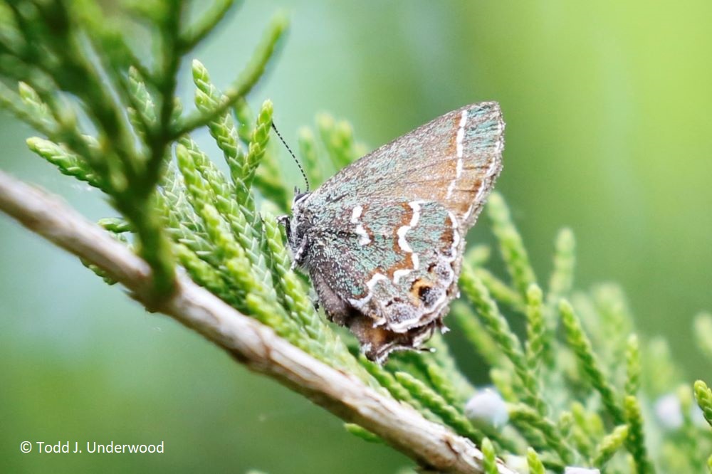 Ventral view of a Juniper Hairstreak.