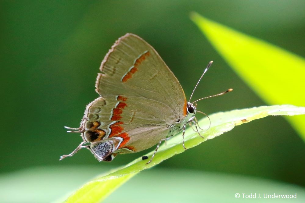 Ventral view of a Red-banded Hairstreak from 15 August 2020.