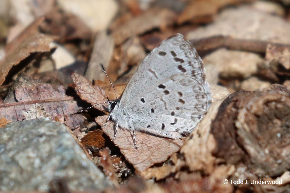 Ventral view of a Spring Azure