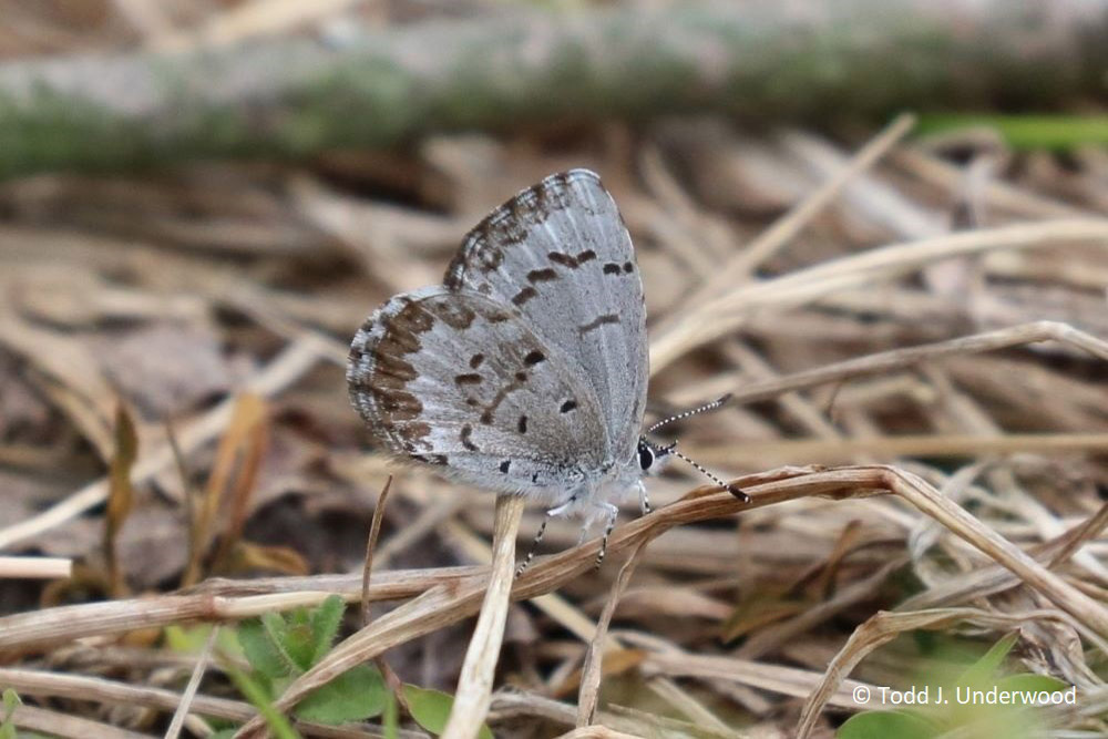 Ventral view of a Spring Azure.