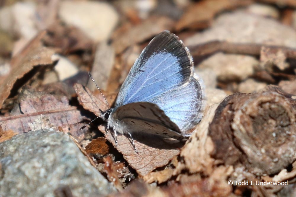 Dorsal view of a female Spring Azure.