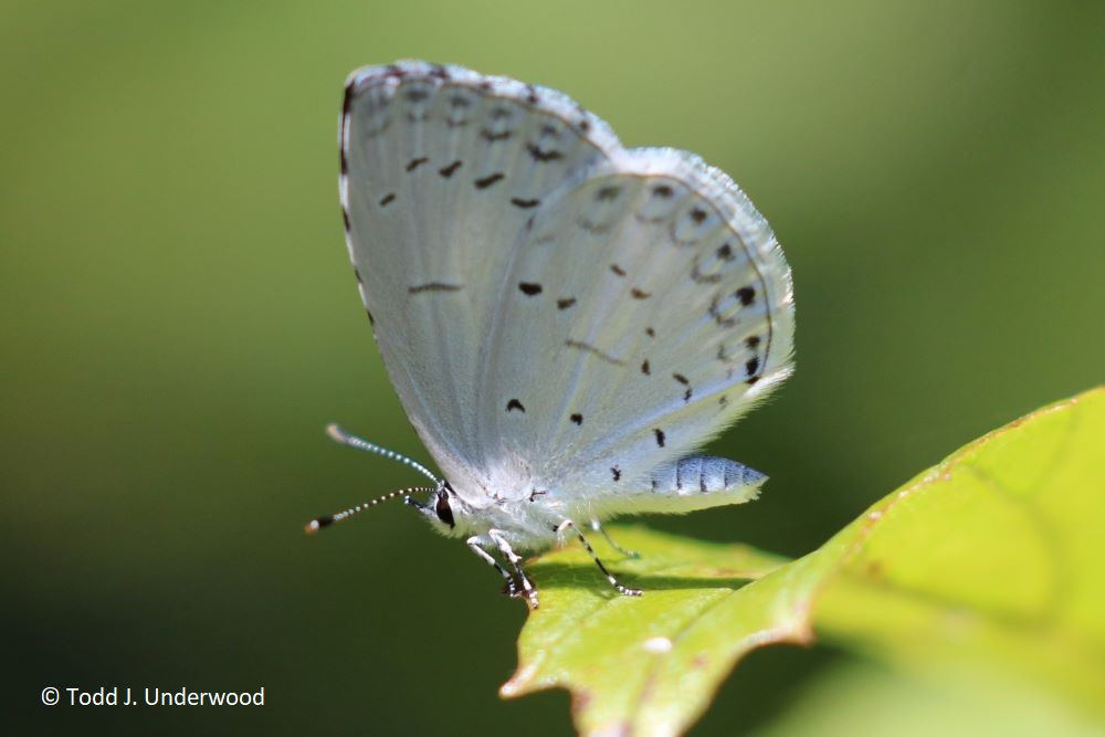 Ventral view of a Summer Azure.