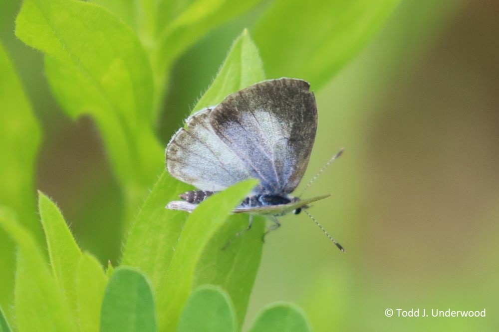 Dorsal view of a female Summer Azure.