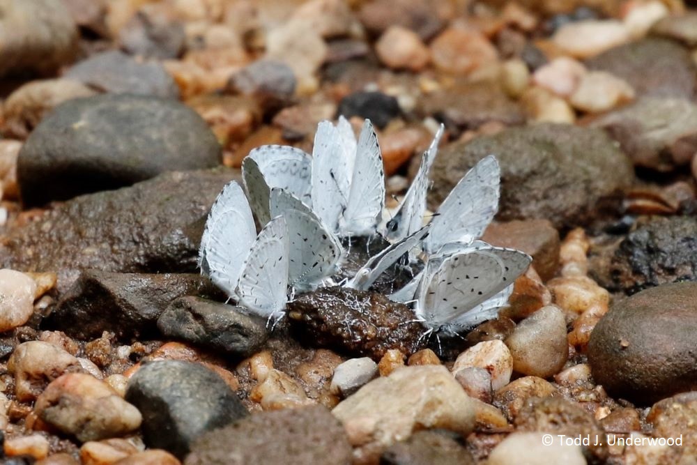 Group of Summer Azures puddling on dung.