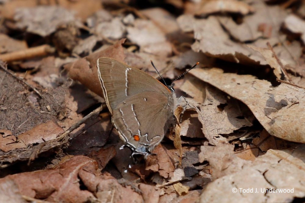Ventral view of a White-M Hairstreak