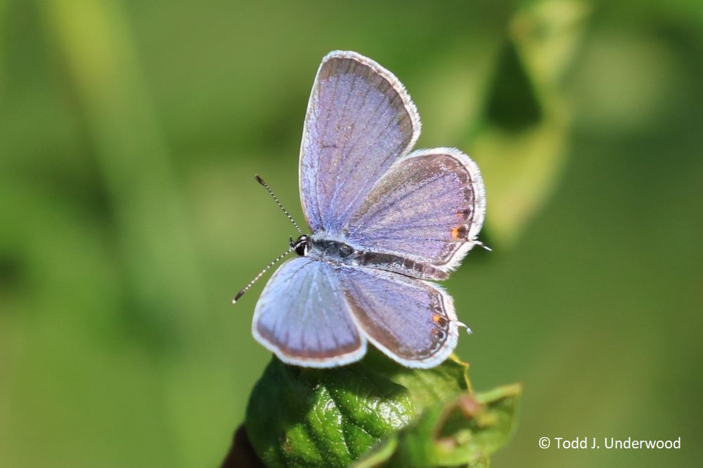 Dorsal view of a male Eastern Tailed-Blue