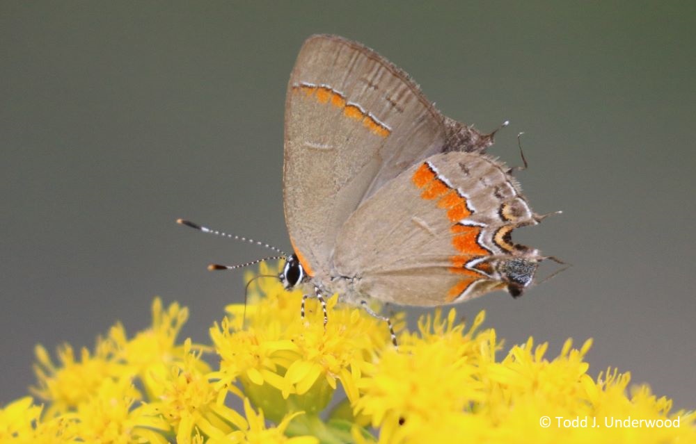 Ventral view of a Red-banded Hairstreak from 25 August 2019. 