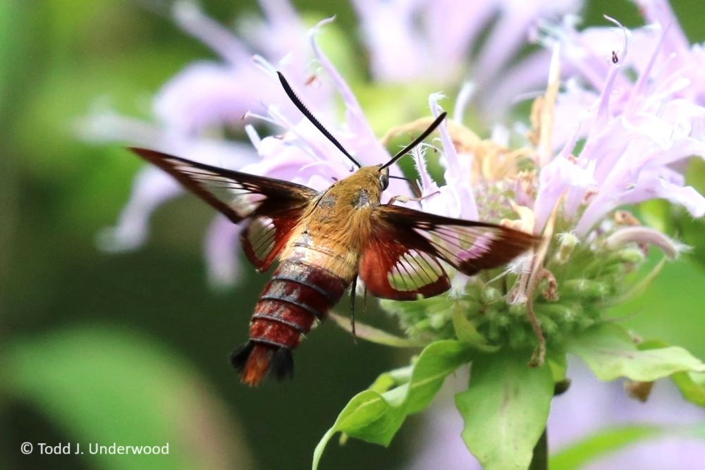 Hummingbird Clearwing nectaring on Wild Bergamot (Monarda fistulosa) from 28 July 2019.