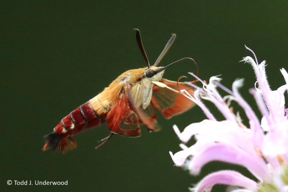 Hummingbird Clearwing nectaring on Wild Bergamot (Monarda fistulosa) from 28 July 2019.