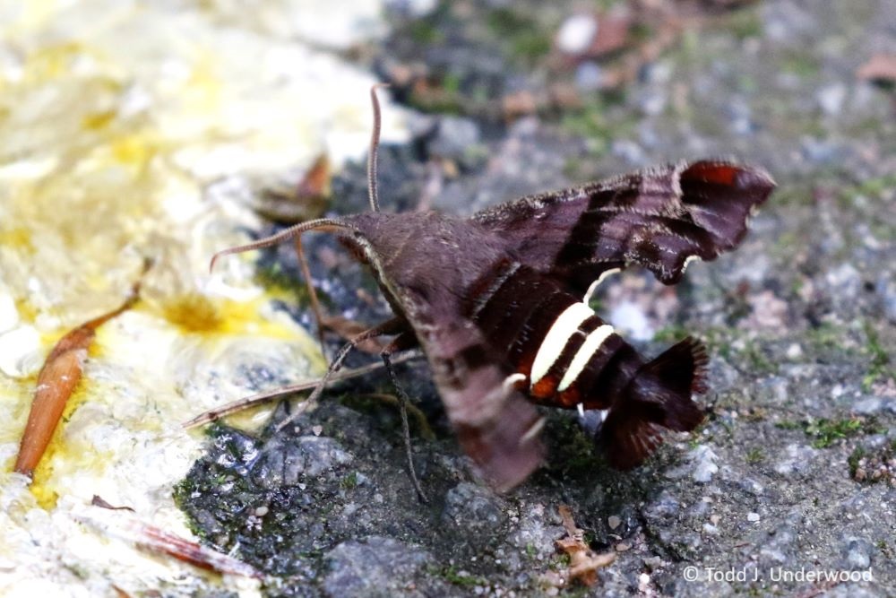 Nessus Sphinx puddling from a bird dropping. 